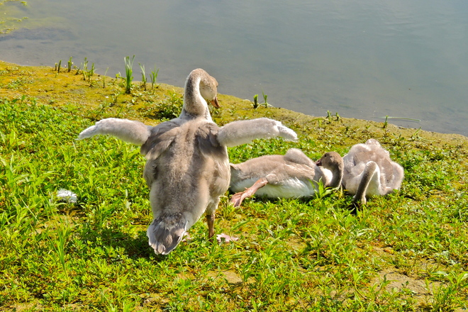 Trumpeter Cygnet Wants to Fly 