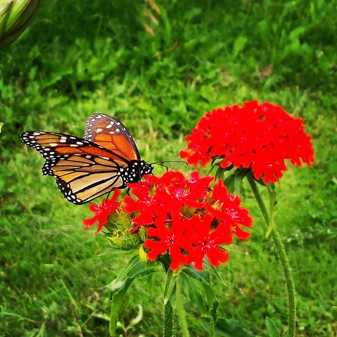 Beautiful butterfly Thessalon, ON