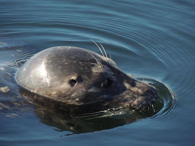 friendly seal Nanaimo, BC