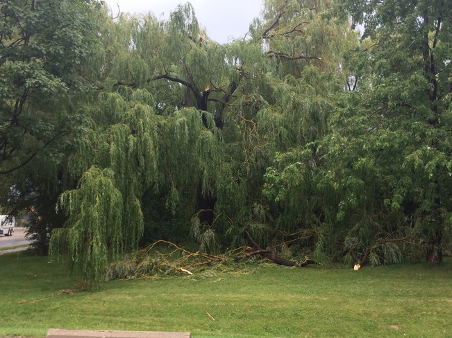 large tree branch fell Mimico, Ontario Canada