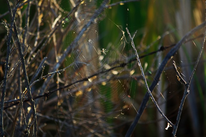 A spider and its web.Sitting in the morning sun.Wetlands calgary ab