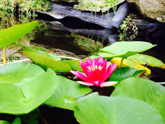 water lily Carleton, Michigan United States