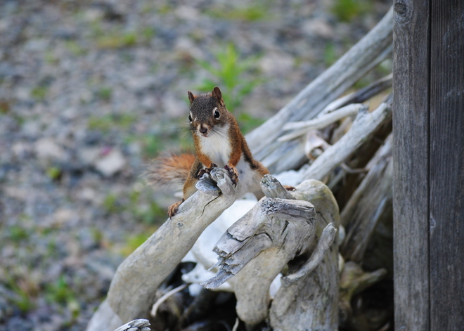 The Squirrel Posedown Point Michaud, NS