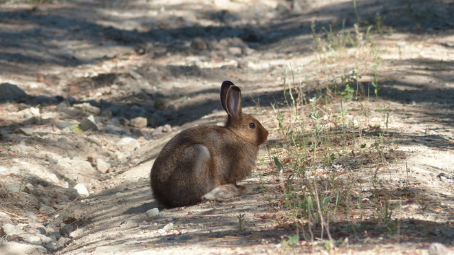 Arthur the wild rabbit Grand Forks, BC