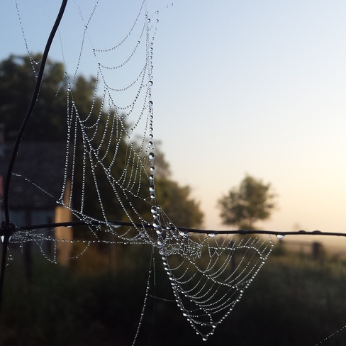 morning dew on spiderwebs Lemberg, SK