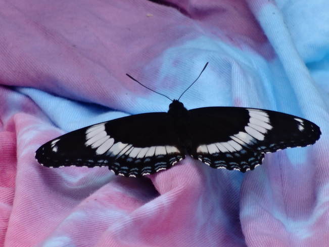 Tie-Dye Butterfly Cambridge, ON