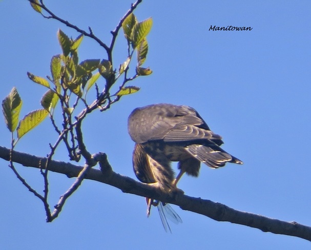 Peregrine Falcon Dining Burnaby, BC