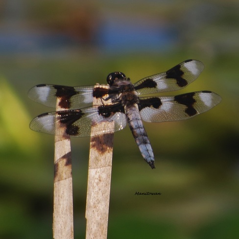 Twelve Spotted Dragonflies Enjoying Burnaby Lake Burnaby, BC