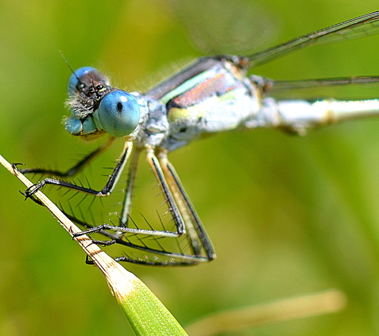 Beautiful dragonflies Okotoks, AB