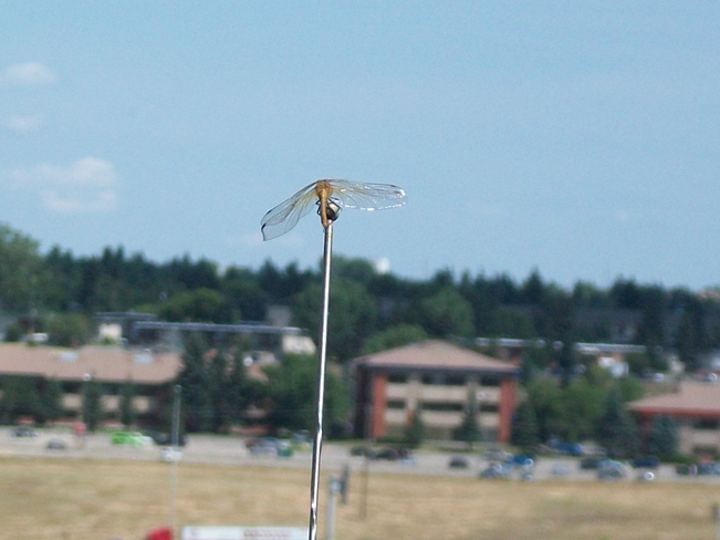 Dragonflys resting Calgary, AB