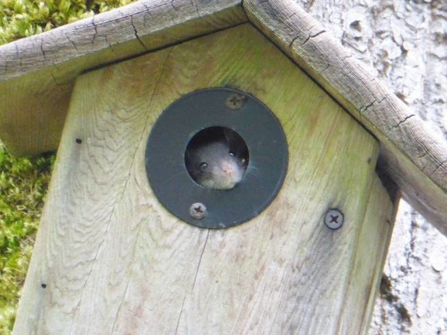 mouse in bird house North Vancouver, BC