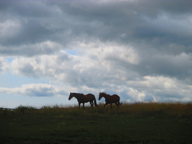 Horses on the Hill Uxbridge, ON