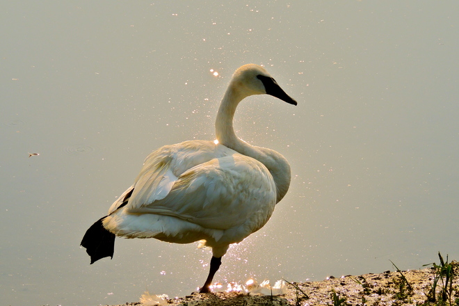 Daddy Trumpeter Swan - Before The Dawn - Was Rained upon 