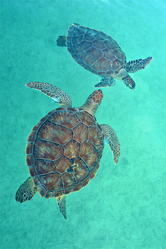 Sea Turtles of Exuma George Town, Exuma, The Bahamas