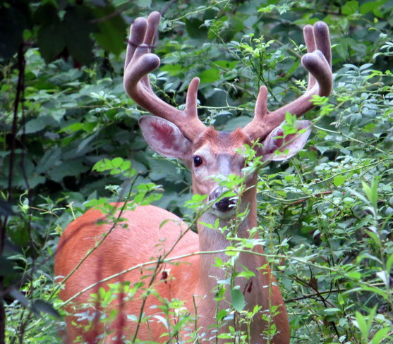 buck today on the side of our backyard Somerset, NJ, United States