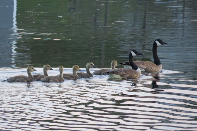 Canada Goose Family Outing Sambro, NS