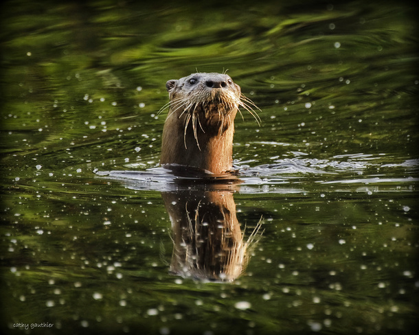 Otter Magnetawan, Ontario Canada