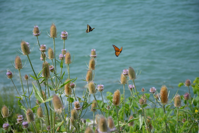 Butterflies! St. Catharines, ON