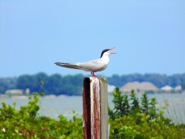 Tern North Ridge, Ontario Canada