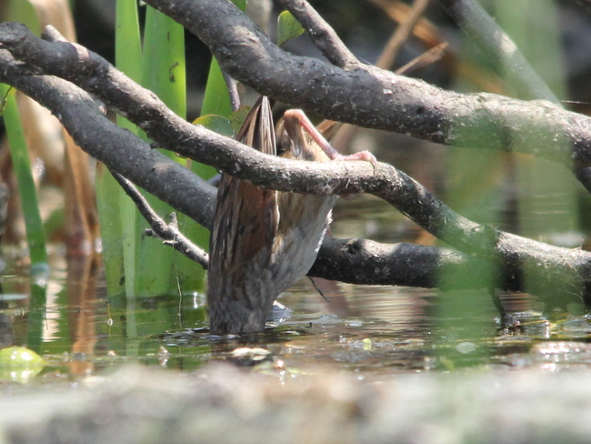Swamp Sparrow Fergus, ON