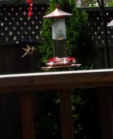 My Hummingbird London, ON