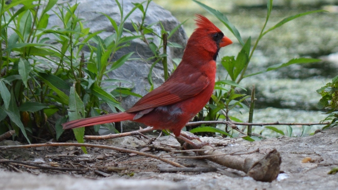 Beautiful male Cardinal! St. Catharines, ON