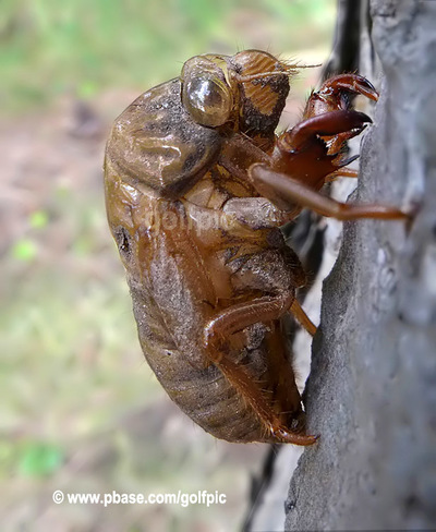 Cicada exoskeleton Ottawa, ON