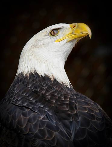 Bald Eagle Blink Hamilton, ON