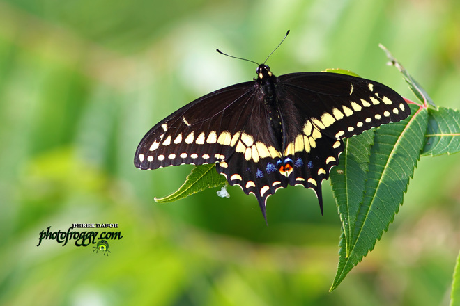 Black Swallowtail Butterfly Belleville, ON