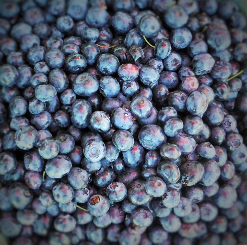 Fresh organic blueberries 
