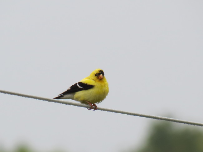 American Goldfinch Lindsay, ON