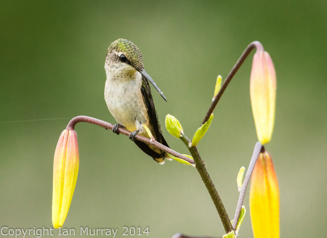 Hummingbird Season! Wallace River, NS