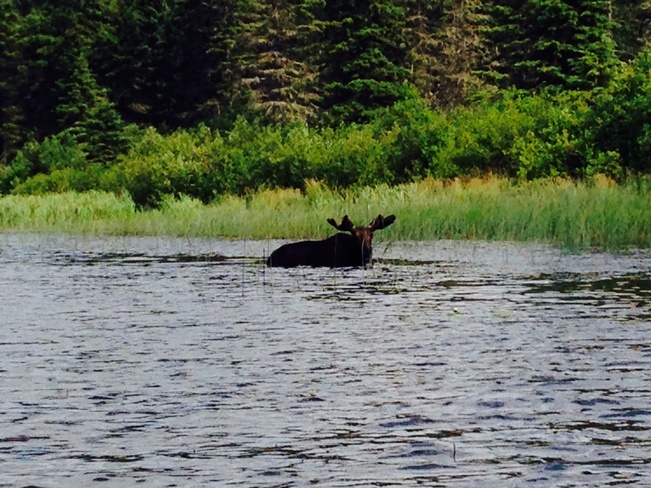 Moose on Moon Moon Lake, Alberta Canada