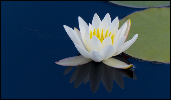 A lily, Elliot Lake. 