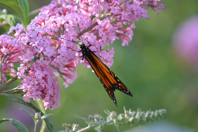 Different angles of the Monarch Butterfly! St. Catharines, ON
