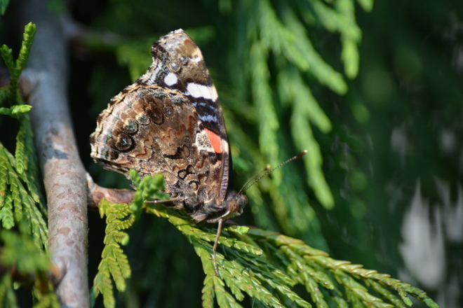 Side view of Red Admiral Butterfly! St. Catharines, ON