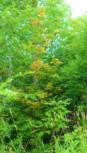 Beautiful green and then Turning to Fall Already!!!! Orillia on