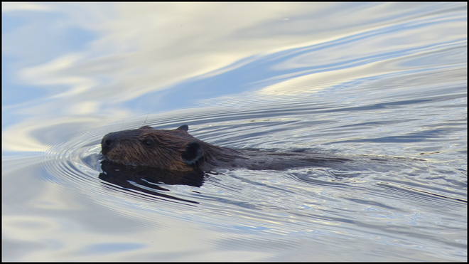 Leave it to beaver, Elliot Lake 