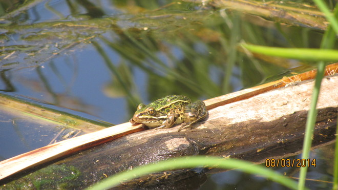 Frog On A Log Sioux Narrows, ON