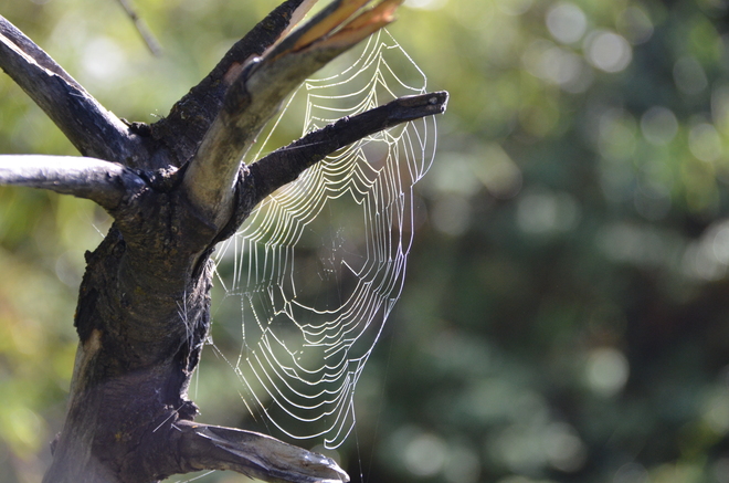 spider web Waterton Alberta
