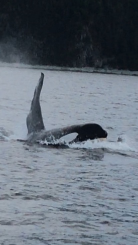 Orca Whale Springdale, Newfoundland and Labrador Canada