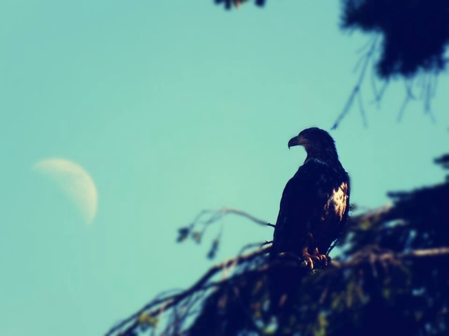 young eagle with moon Campbell River, British Columbia Canada