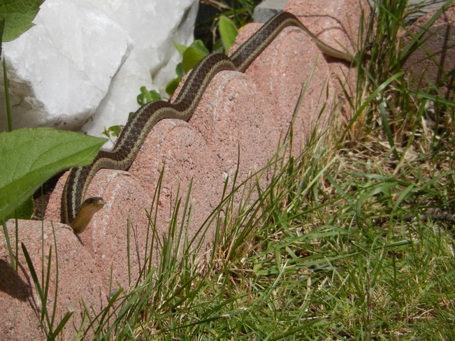 Snake visits campers Gogama, ON