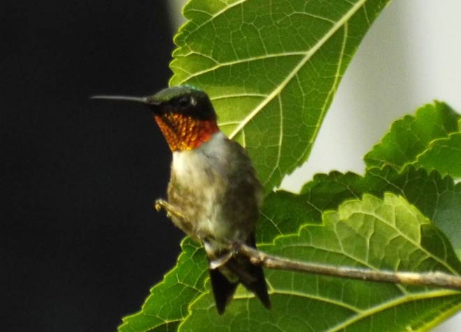 hummingbird Fonthill, Ontario Canada
