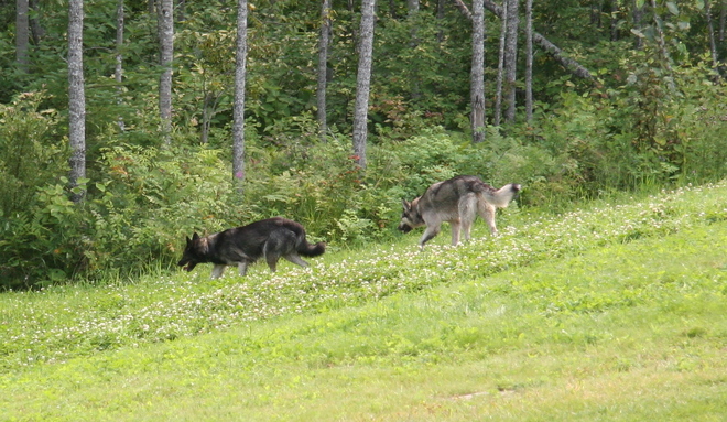 2 northern wolves Timmins, ON