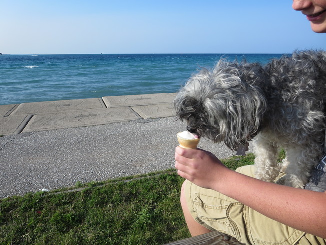 Charlie Enjoying Ice Cream Point Edward, ON