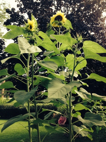 Sunflower London, Ontario Canada