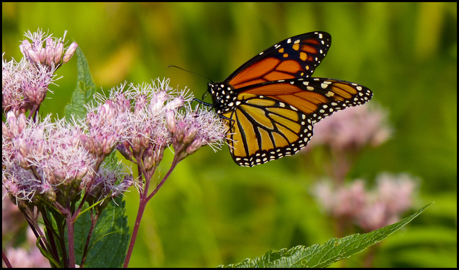 Monarch butterfly, Elliot Lake. 