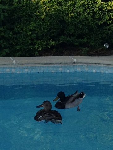 ducks enjoying a swim London, Ontario Canada