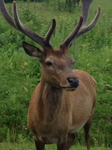 buck Sparta, Ontario Canada